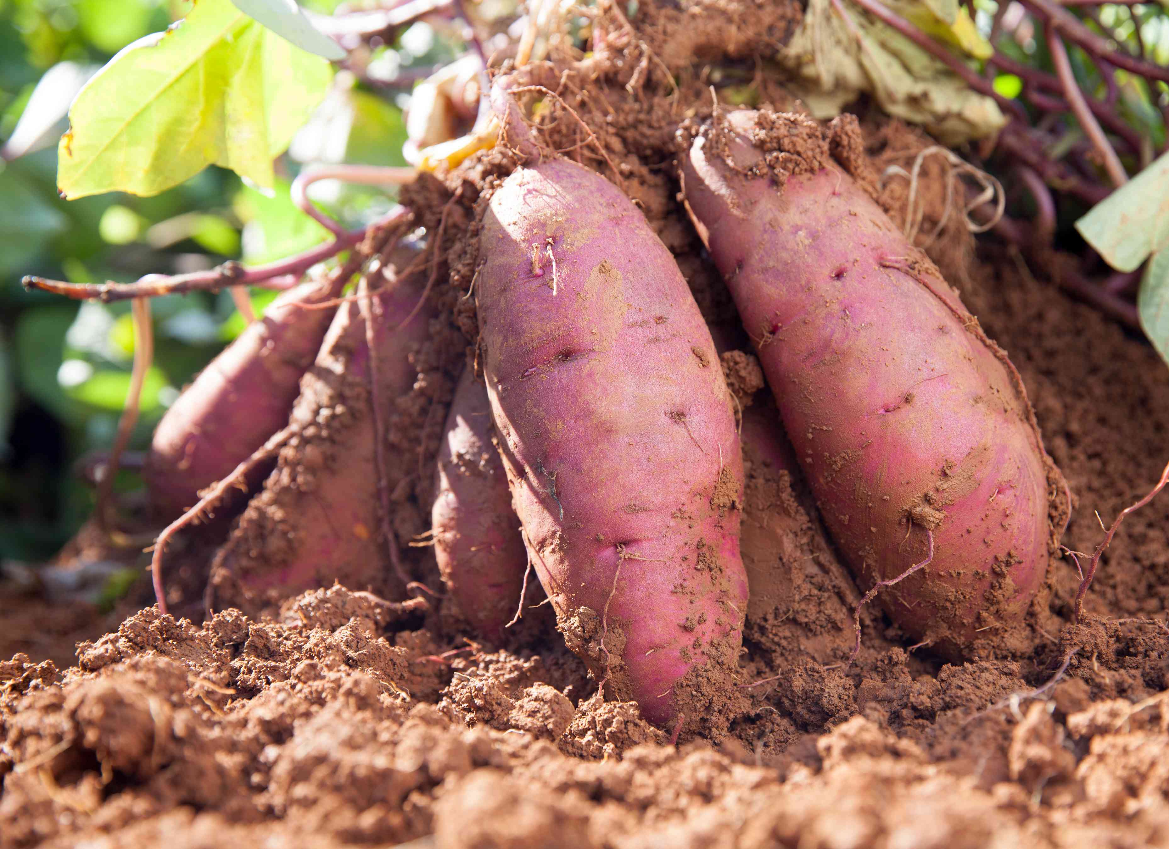 How to Plant Sweet Potatoes in Your Backyard, According to Experts