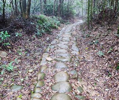 點點黃花山間落 漫步挑炭古道憶相思