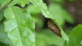 Cicada emergence could be heavily impacted by 2020 derecho