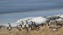 North Dakota Saw a Record Number of Canada Geese This Winter