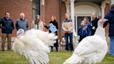 Iowa Gov. Kim Reynolds pardons turkeys Freedom and Flourish in pre-Thanksgiving ceremony