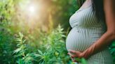 The Hidden Dangers of Prenatal Cannabis Revealed