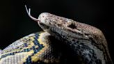 Massive Snakes Crawling Around New York State