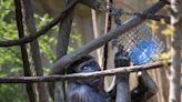 Cincinnati Zoo gorilla Gladys gets cast removed, begins physical therapy