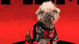 Who is Dogpool? How Deadpool & Wolverine's Peggy went from being 'Britain's ugliest dog' to online sensation