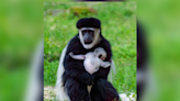 Caldwell Zoo welcomes new baby monkey