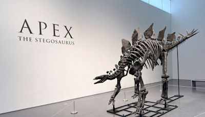 La polémica venta del esqueleto de un dinosaurio casi completo - La Tercera
