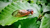 Are cicadas dangerous? Here's what's fact and fiction with cicada bites, stings and more.