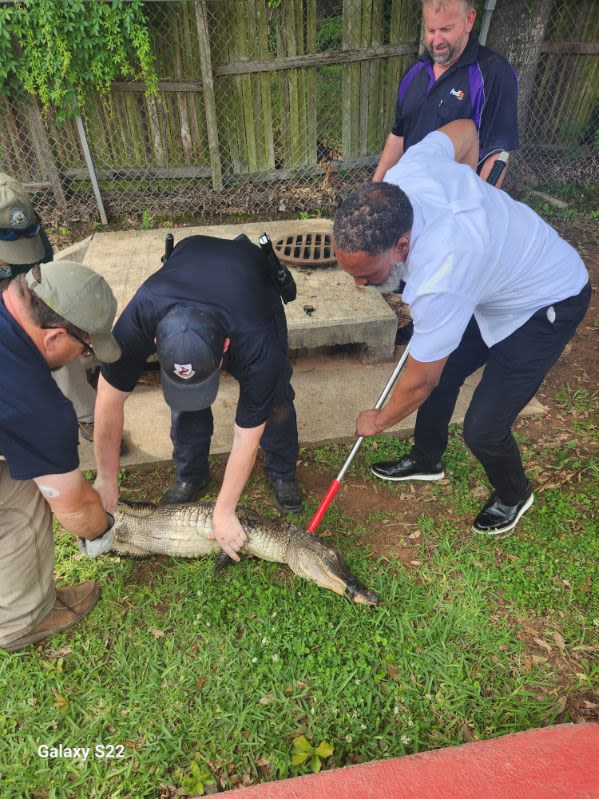Animal services employee gets new nickname after alligator recovery near school