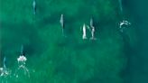 Video: tiene 17 años y filmó con su drone estas imágenes únicas de los delfines de Las Grutas, mirá… - Diario Río Negro