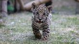 ¡Bienvenidos! Nacen tres cachorros de jaguar en Chapultepec