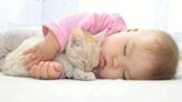 ¿Cómo introducir a un gato un bebé recién nacido? Consejos para una convivencia armoniosa | Teletica
