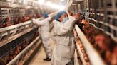 Bird flu is rampant in animals. Humans ignore it at our own peril