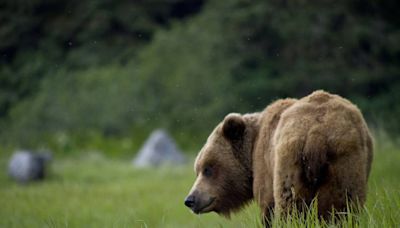 Grizzly bear’s historic venture into area of Wyoming has tragic end, officials say