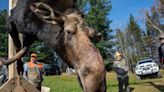 As Maine’s winters shorten, tiny ticks threaten state’s mighty moose