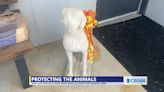 Tifton Animal Control passes new dog tether ordinance - SouthGATV
