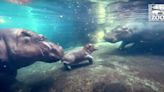 Fiona the Hippo Meets Her Baby Brother Fritz: See the Super Sweet Video!