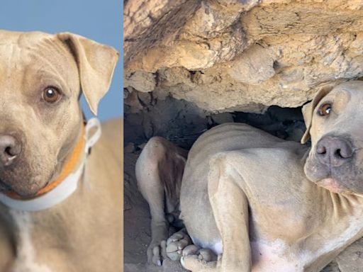 Dog ready for adoption after being rescued from Phoenix mountain due to her ‘bright eyes’