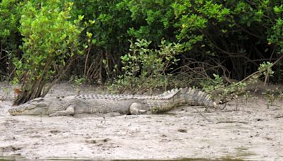 At least 200 crocodiles crawl into cities as heavy rains hit northern Mexico, near Texas