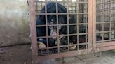 Caged and cut open for bile: The fight to free Asia’s farmed bears