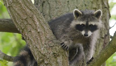 Waschbären sind Gefahr für heimische Fauna