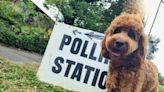 PICTURES: Wiltshire's best 'dogs at polling stations'