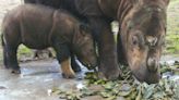 Sumatran Rhino Birth Is “Beacon of Hope” for Nearly Extinct Species