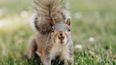 Video of Cat Capturing a Squirrel Has Us Absolutely Laughing Out Loud