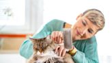 The Most Common Cat Grooming Mistakes Pet Parents Make