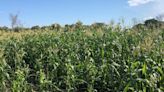 Planta de paneles solares para generar hidrógeno verde confronta a pobladores de Comitancillo en Oaxaca