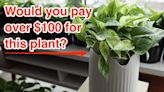 This $119 houseplant is bioengineered to remove harmful air pollution in your home.