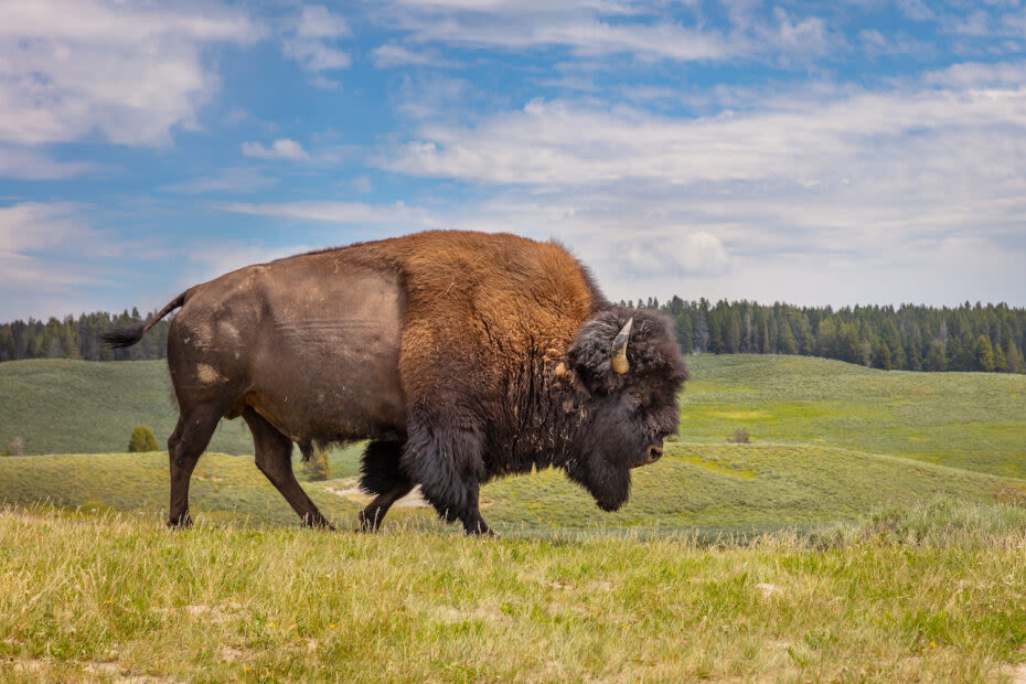 Drunken man kicked bison in Yellowstone, gets attacked and arrested