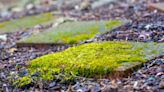 Homeowners are raving about the ‘simple solution’ to keep moss away on patios