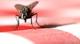 Pest expert reveals the simple £1 trick to keep houseflies away this summer