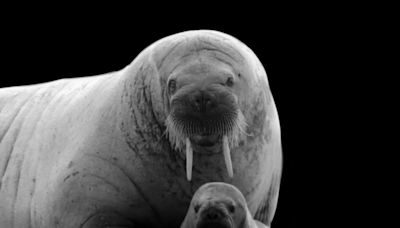 Abandoned Baby Walrus Found in Alaska Is Being Nursed Back to Health by Rescuers