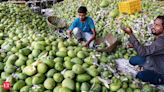 Devgad's mango farmers save Aam & Janata with tech