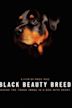 Black Beauty Breed