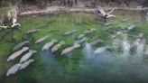 WATCH: Herd of mating manatees spotted in Blue Spring State Park