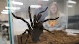Spidey Sense: Reiman Gardens shares tarantulas with ISU Vet Med class