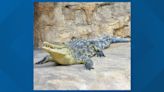 'See you later alligator': Zoo Boise highlights World Crocodile Day