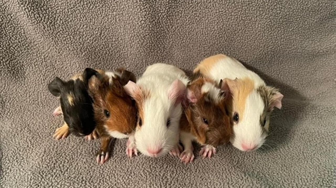 Long Island rescuers taking action to save abandoned guinea pigs