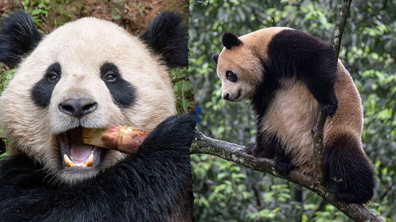 San Diego Zoo debuts two giant pandas from China in key conservation partnership