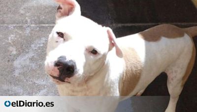 Denunciada por abandonar a su perro más de cinco meses en Santa Cruz de Tenerife