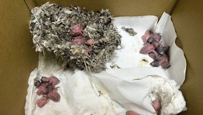 修補外牆移除鳥巢致33小雨燕雛鳥成孤兒 桃園療養院致歉