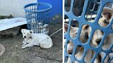 Rescuers Spot Dog Tied To Laundry Basket — Then Notice Tiny Eyes Peeking Out Of It