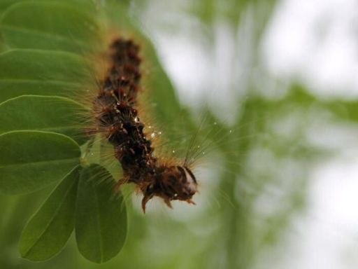 DCNR and Pa. Game Commission plan double attack on spongy moths