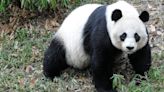 D.C. National Zoo Has Zero Pandas For The First Time In 23 Years