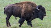 83-year-old South Carolina woman gored by bison at Yellowstone National Park