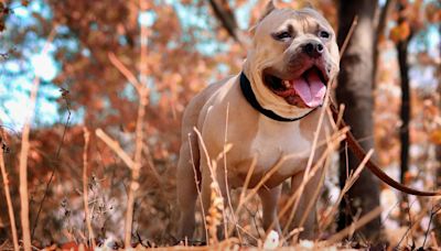 Un pitbull se ceba con una niña de 7 años y el dueño huye