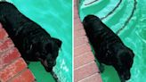 Dog jumps in pool every morning, refuses to leave: "Living her best life"